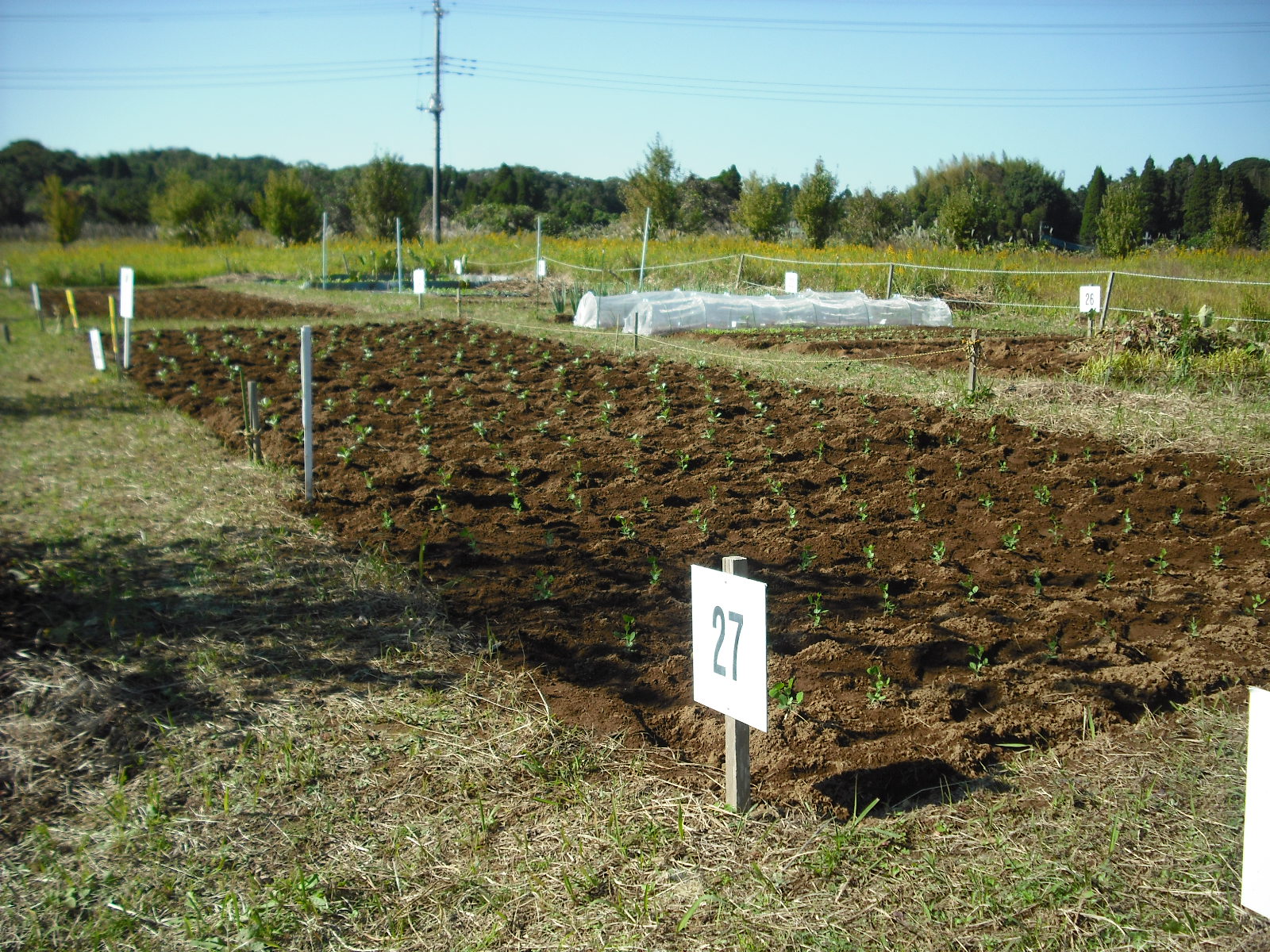 無料貸し農園 秋苗 そら豆 スナップエンドウを植えました 千葉公社 分譲